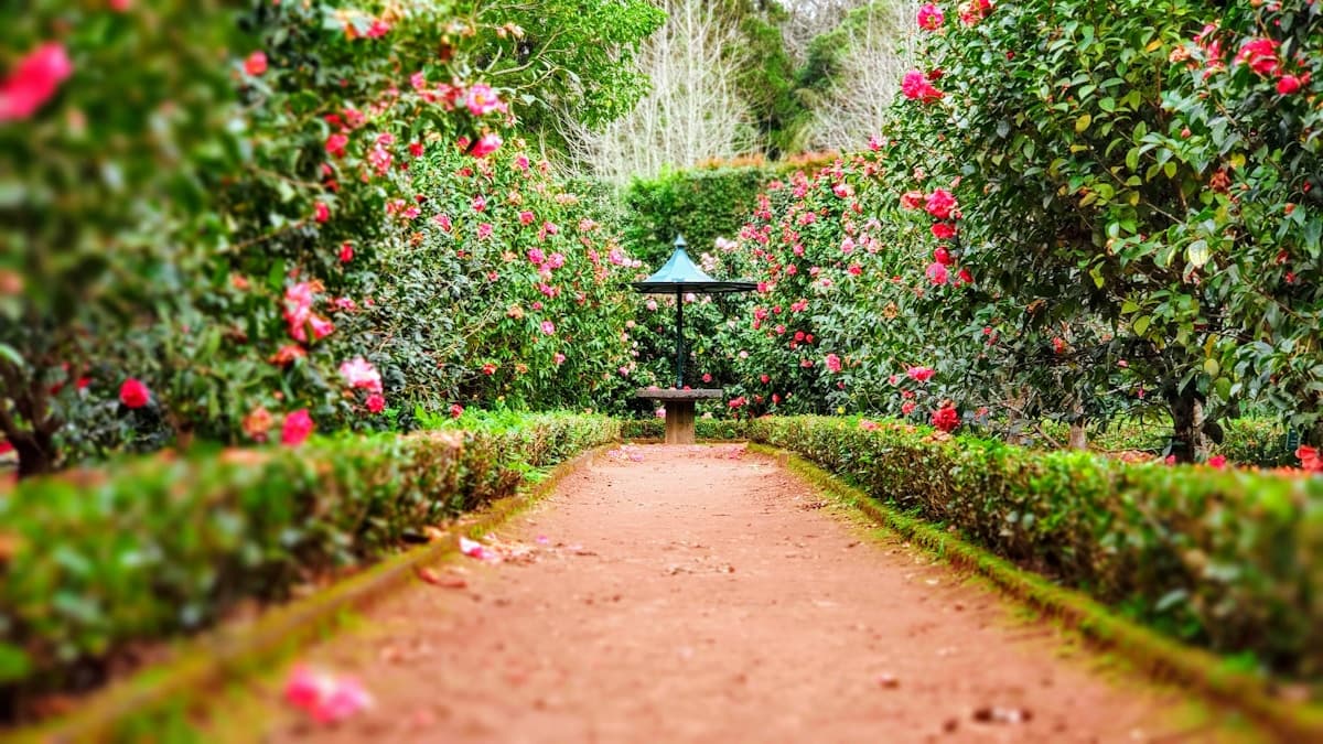 Jardinero profesional trabajando en un jardín de Sant Cugat del Vallès